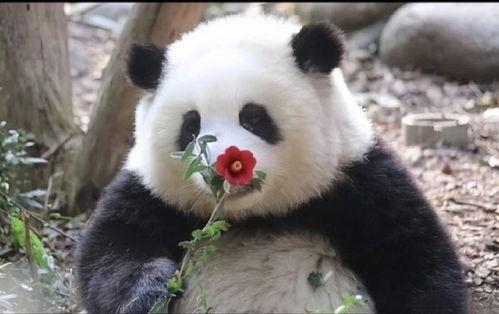 熊猫花花吃瓜被打,一场意外的“瓜界风波”