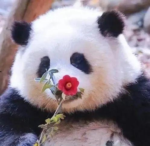 熊猫花花吃瓜被打,一场意外的“瓜界风波”