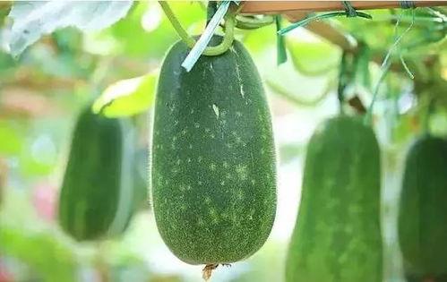 道具 吃瓜到变形