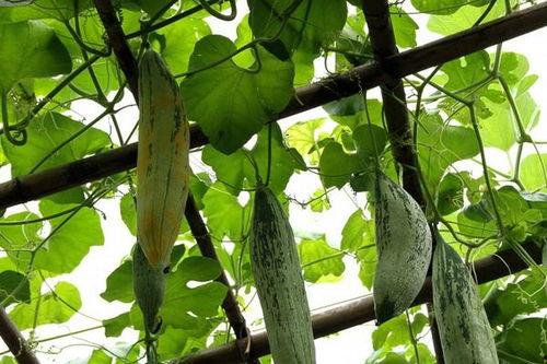 老鼠瓜能晒干吃吗