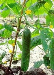 唐病人可以吃刺瓜,刺瓜——天然养生佳品