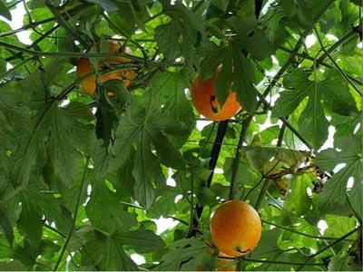 减肥吊瓜可以吃么,健康减肥新选择，可食用吗？