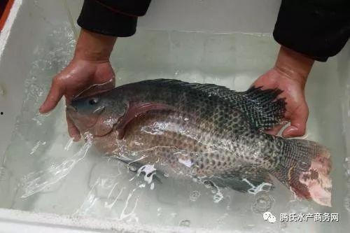 罗非鱼老公吃瓜