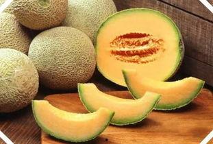 旅游吃瓜州的瓜