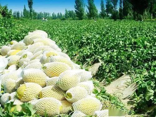 旅游吃瓜州的瓜