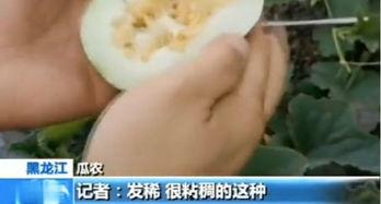 山东平邑吃瓜,瓜香四溢，品味田园生活新风尚