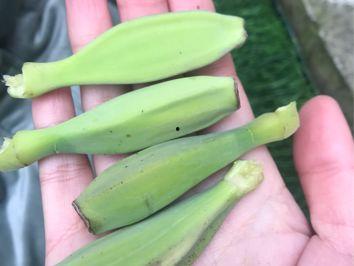 芭蕉芯吃瓜直播间,揭秘网红美食背后的故事