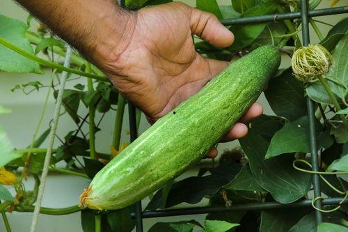 梦见摘好多瓜吃瓜,丰收瓜果，尽享甜蜜滋味