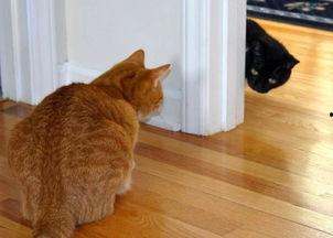 劝架猫吃瓜,一场温馨的邻里调解记