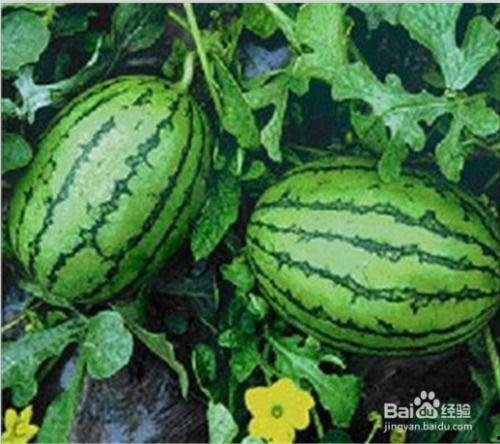 瓜吃西瓜小青蛙,小青蛙的奇妙冒险之旅