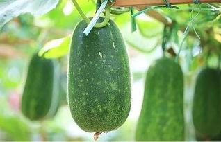 吃乐瓜,探寻美味与健康的完美融合之旅