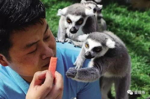 动物吃瓜视频全集,趣味视频全集精彩回顾