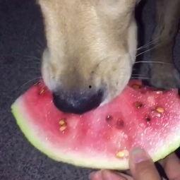 金毛吃瓜头像,萌态十足，带你领略狗狗的趣味生活