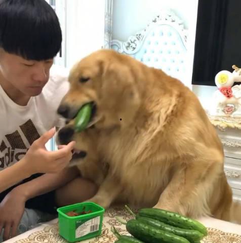 金毛吃瓜头像,萌态十足，带你领略狗狗的趣味生活