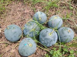 车友群吃瓜吃瓜,揭秘汽车圈的那些事儿