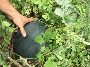 车友群吃瓜吃瓜,揭秘汽车圈的那些事儿