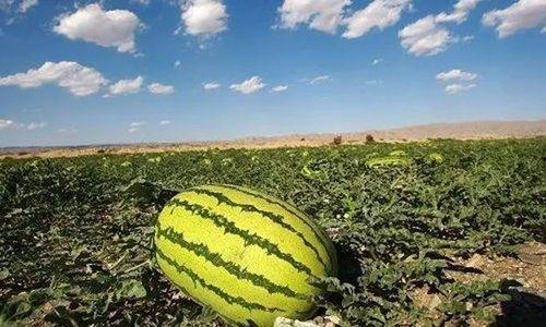 盐城阜宁吃瓜,夏日炎炎，瓜果飘香，尽享田园美味