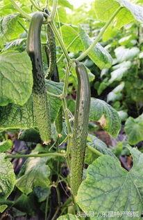 馆陶吃瓜真相,一场关于美食与文化的盛宴