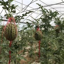 汉中同城吃瓜,揭秘本地热门事件背后的故事