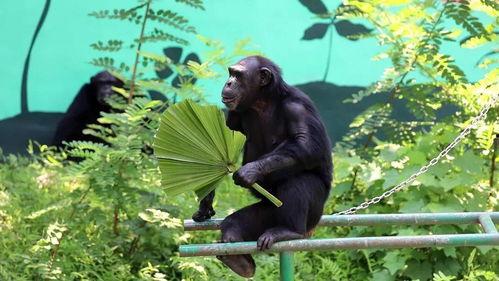 吃瓜大军速速,揭秘娱乐圈最新热点事件