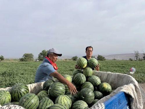 大屯吃瓜,揭秘网络热点的背后故事