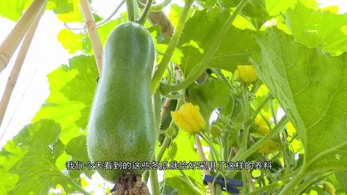 广东最新吃瓜,揭秘广东最新“吃瓜”潮流