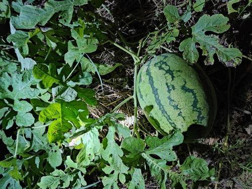 地里吃瓜的cha,揭秘乡村生活的独特魅力