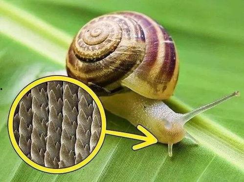 蜗牛宝宝吃瓜视频,萌态十足引网友热议