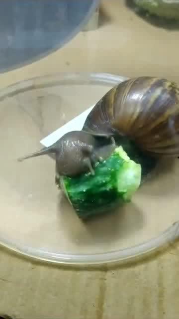 蜗牛宝宝吃瓜视频,萌态十足引网友热议