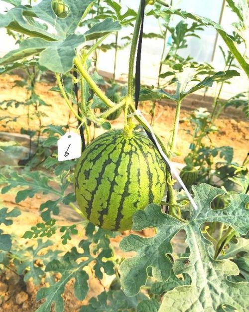 满车吃瓜,揭秘娱乐圈的幕后故事