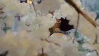 吃瓜的样子好心疼,目睹吃瓜者的辛酸瞬间