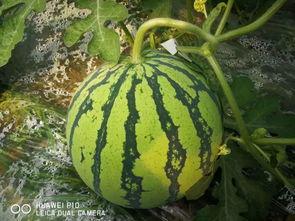 万伊吃瓜,揭秘娱乐圈幕后故事