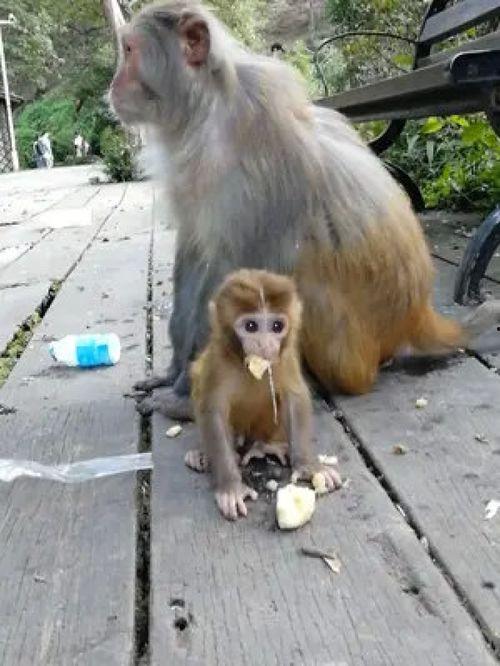 小肥猫吃瓜,揭秘娱乐圈那些不为人知的幕后故事