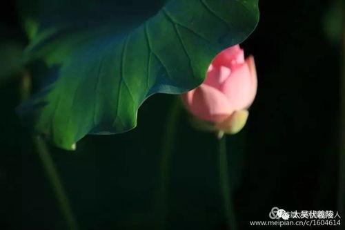 莲花的吃瓜,揭秘莲花背后的神秘“吃瓜”传说