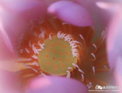 莲花的吃瓜,揭秘莲花背后的神秘“吃瓜”传说