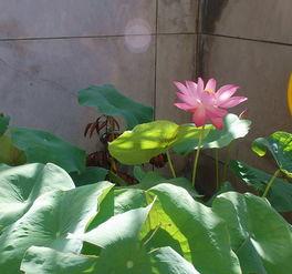 莲花的吃瓜,揭秘莲花背后的神秘“吃瓜”传说