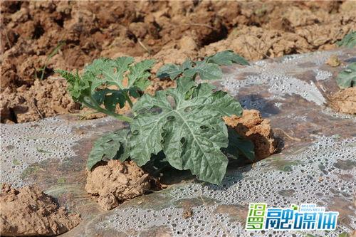 大荆吃瓜,揭秘娱乐圈幕后风云