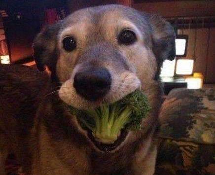 狗吃方瓜吗,探寻宠物饮食习惯的奥秘