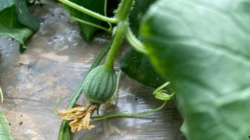 甘肃小时候吃蔓瓜,蔓瓜飘香，回味无穷