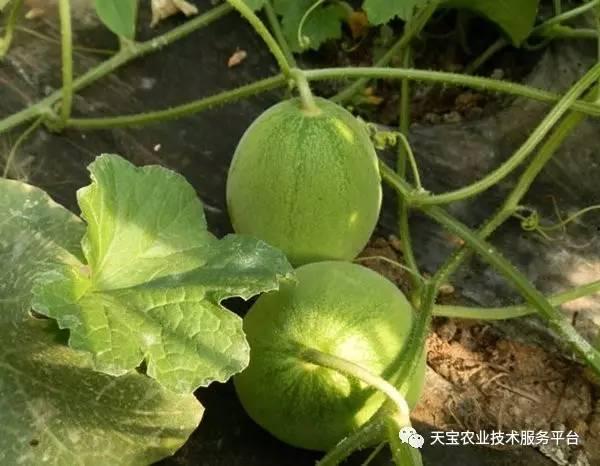 甘肃小时候吃蔓瓜,蔓瓜飘香，回味无穷