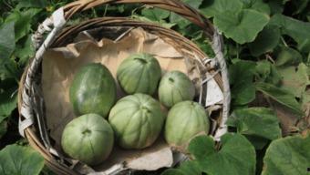 甘肃小时候吃蔓瓜,蔓瓜飘香，回味无穷