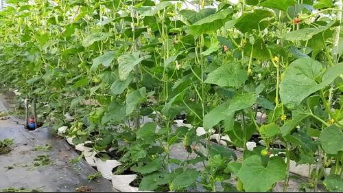 怎样解决甜瓜大瓜吃小瓜,甜瓜大瓜吃小瓜问题解决方案探究