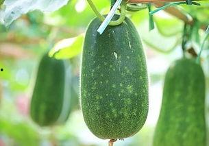 五公吃瓜,揭秘宫廷权谋与民间趣闻的传奇故事