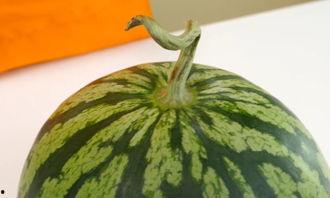 吃瓜河北霸州,探寻河北霸州的美食风情