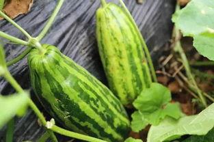 吃瓜不停地吃瓜什么意思,揭秘“吃瓜不停”背后的网络文化现象