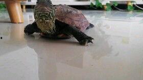 玉林吃瓜乌龟,探寻吃瓜乌龟的独特风味