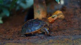 玉林吃瓜乌龟,探寻吃瓜乌龟的独特风味