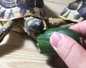 玉林吃瓜乌龟,探寻吃瓜乌龟的独特风味