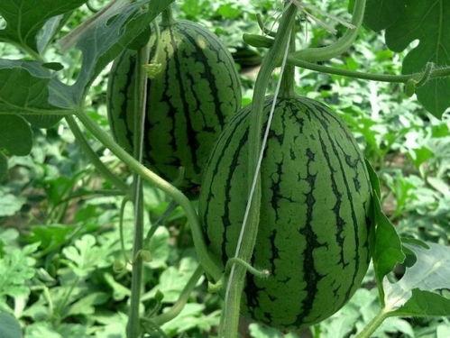 带你吃瓜解说重庆,重庆美食之旅