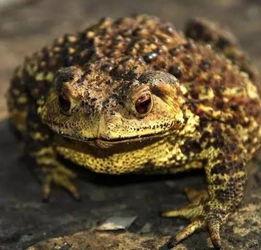 黎明前吃蛤蟆瓜